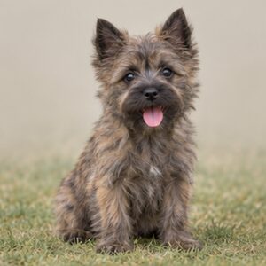 Cairn Terrier