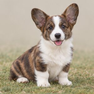 Cardigan Welsh Corgi