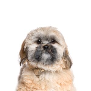 Pets-N-Pals Cavachon