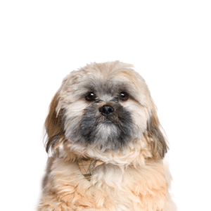 Pets N Pals Cavachon