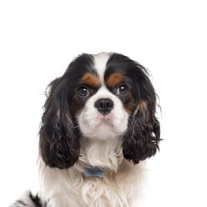 Pets-N-Pals Cavalier King Charles Spaniel