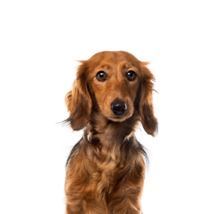 Pets N Pals Dachshund