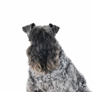 Pets N Pals Kerry Blue Terrier