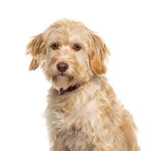 Pets-N-Pals Labradoodle