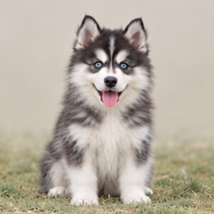 Pomsky