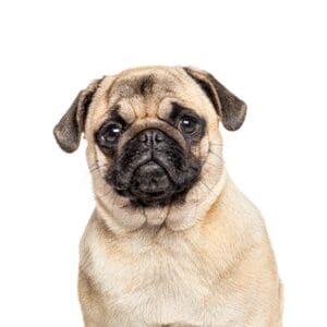 Pets-N-Pals Pug