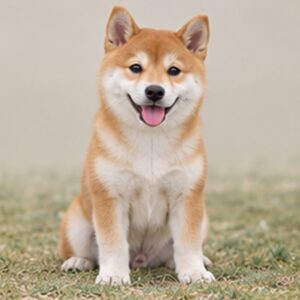 Shiba Inu