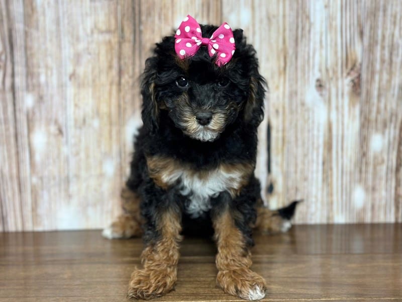 Lola, who found a home
