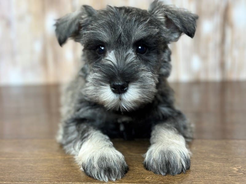 Miniature Schnauzer Dog Female Salt and Pepper 3715