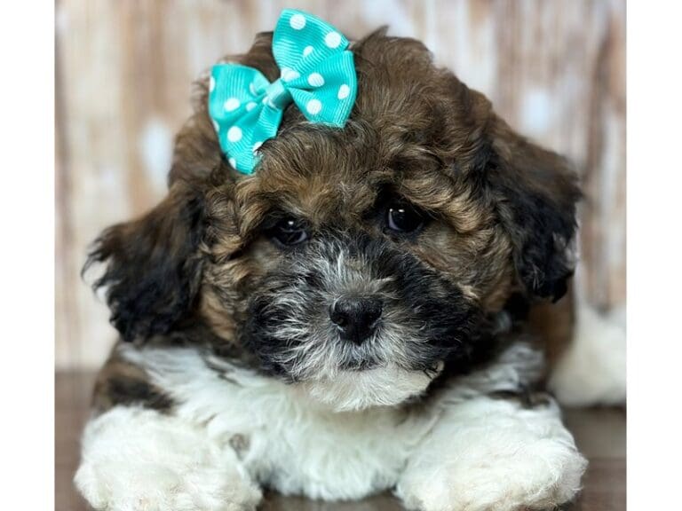 Bichon Frise/Shih Tzu Dog Female Brown and white with black 3724