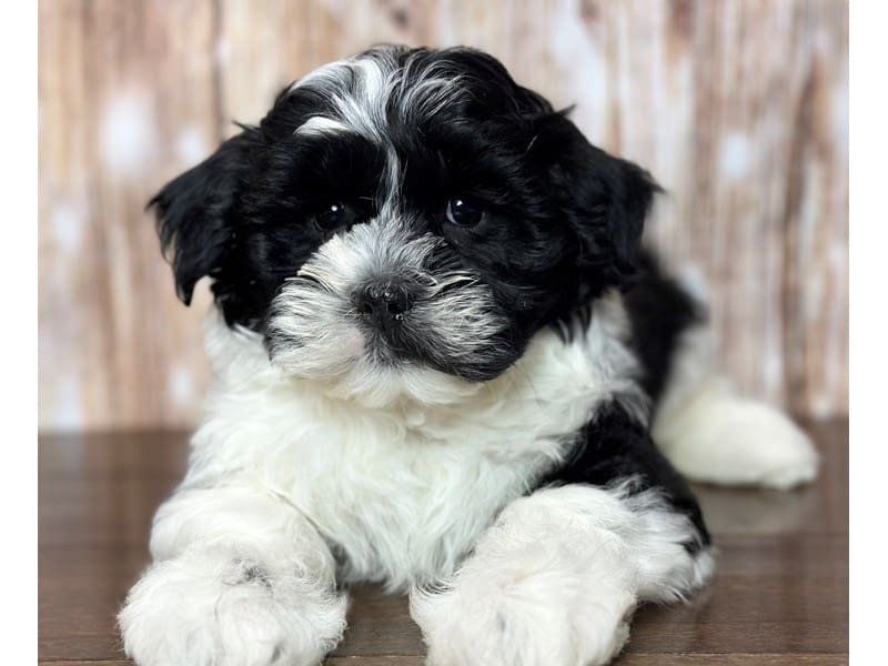 Teddy Bear (Shihchon) Dog Male Black and white 3727