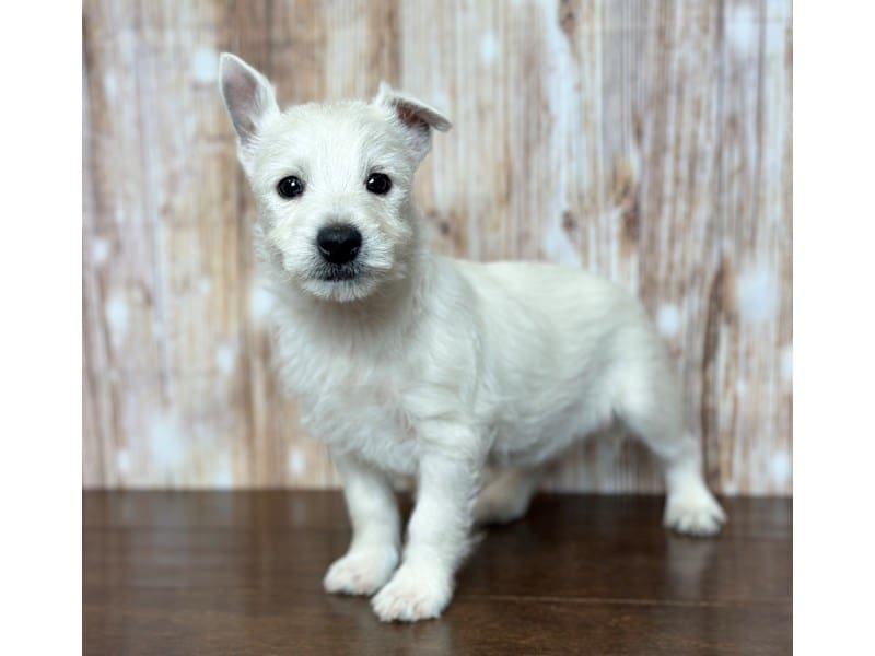 West Highland White Terrier Dog Male White 3739