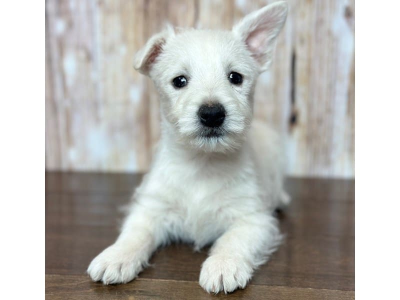 West Highland White Terrier Dog Male White 3740