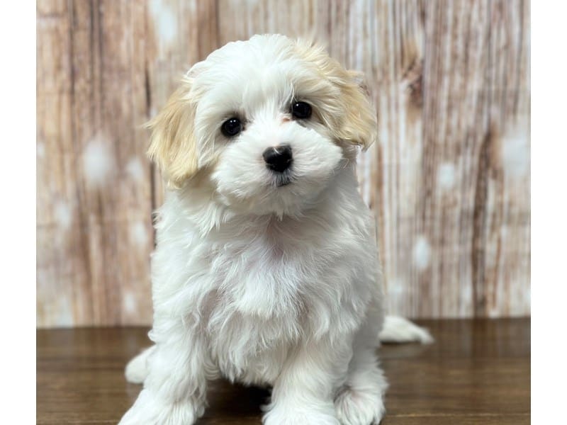Bichapoo / Maltese Dog Female White and tan 3730