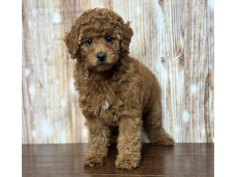 Miniature Poodle Dog Female Red 3735