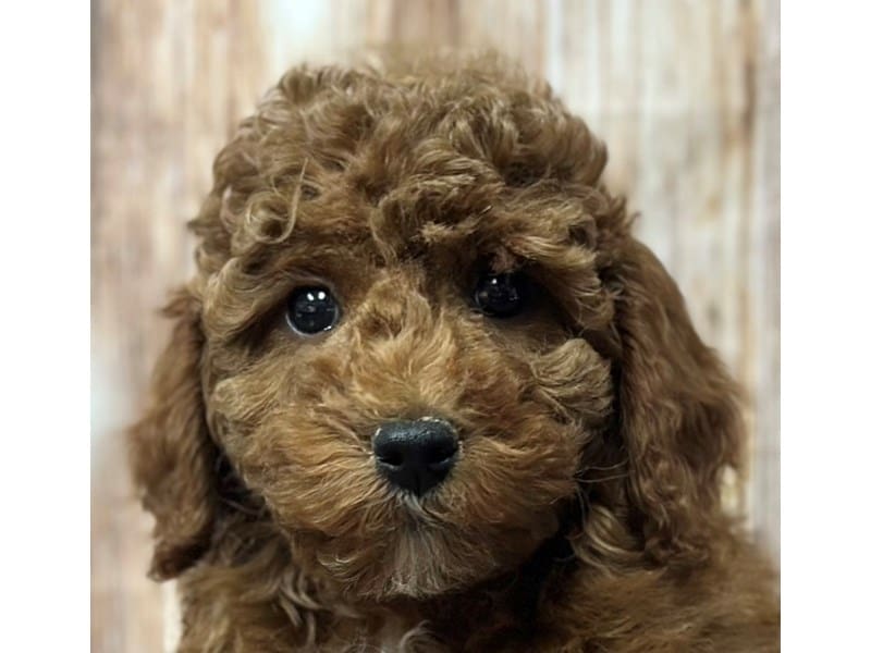 Miniature Poodle Dog Male Red 3734