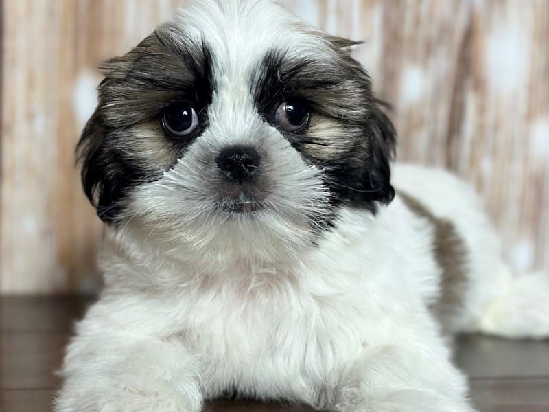 Shorkie Dog Male Brown and white with black 3759