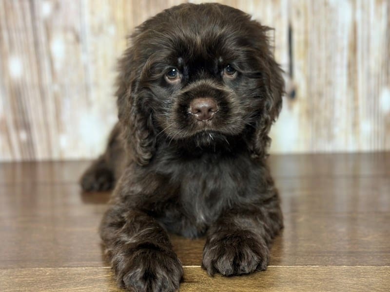 Cocker Spaniel Dog Male Chocolate 3761