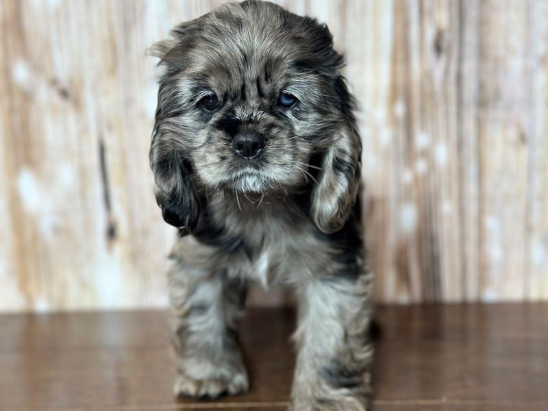 Cocker Spaniel Dog Female Blue Merle 3762