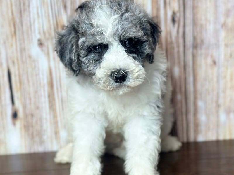 Bichapoo Dog Male White with Merle 3772