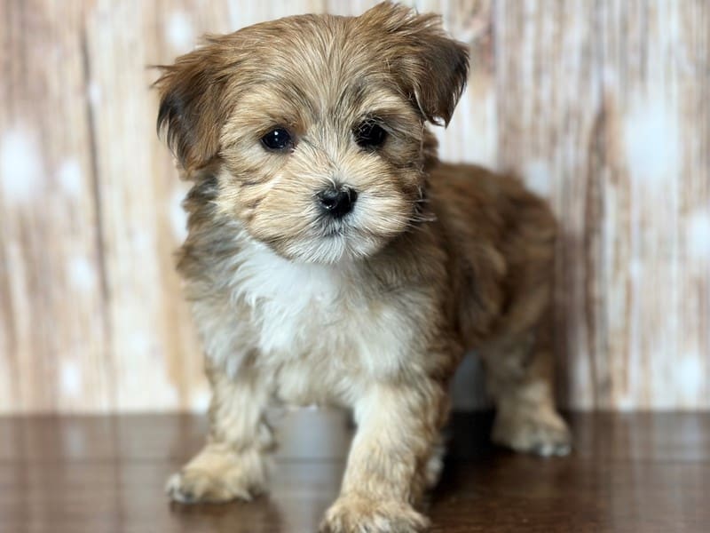 Morkie (Yorkshire Terrier X Maltese) Dog Male Brown 3780