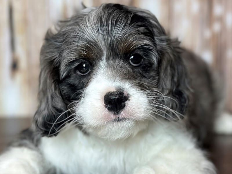 Cavapoo Dog Male Blue Merle and White 3783