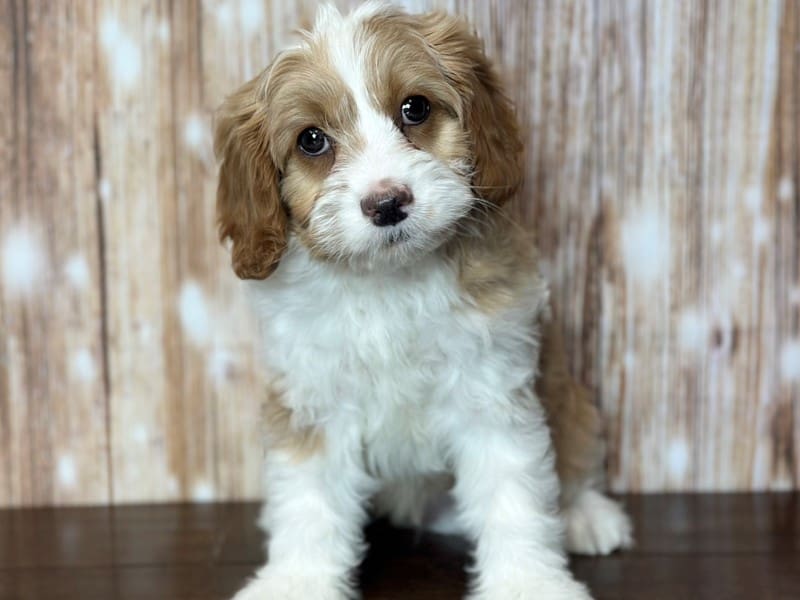 Cavapoo Dog Male Red/apricot and white 3782