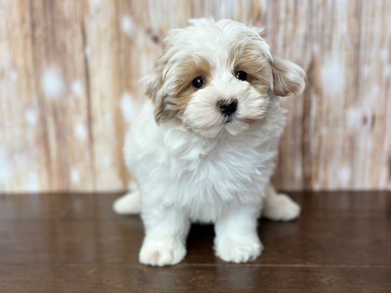 Maltipoo Dog Male White and tan 3806
