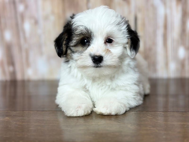 Morkie (Yorkshire Terrier X Maltese) Dog Male White with black and brown 3802