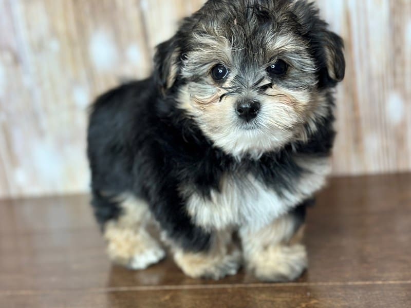Morkie (Yorkshire Terrier X Maltese) Dog Male Black and tan 3801