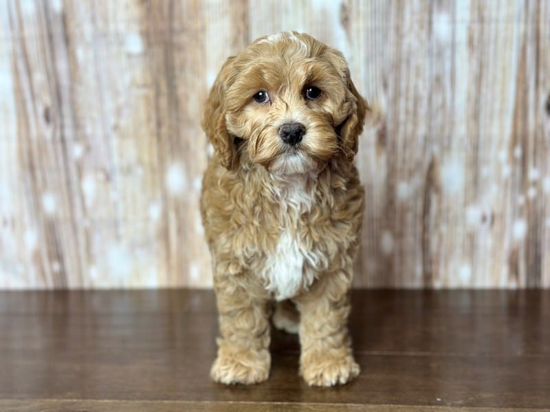 Cockapoo Dog Male Red with white 3793