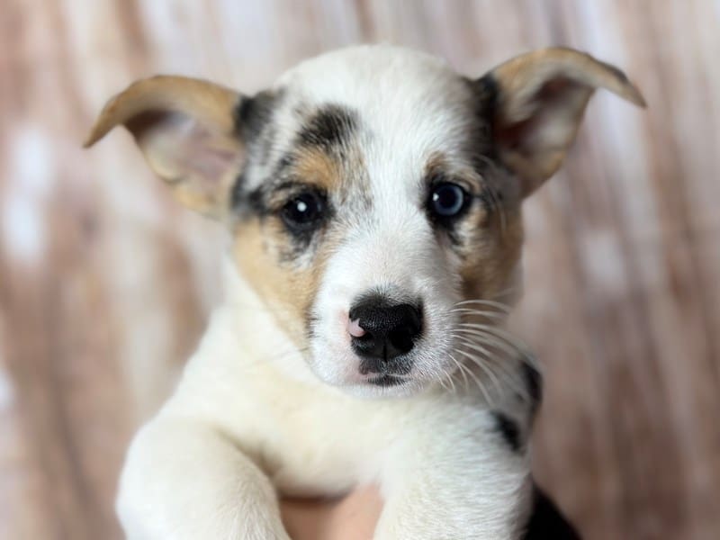 Pembroke Welsh Corgi Dog Male Blue Merle 3789