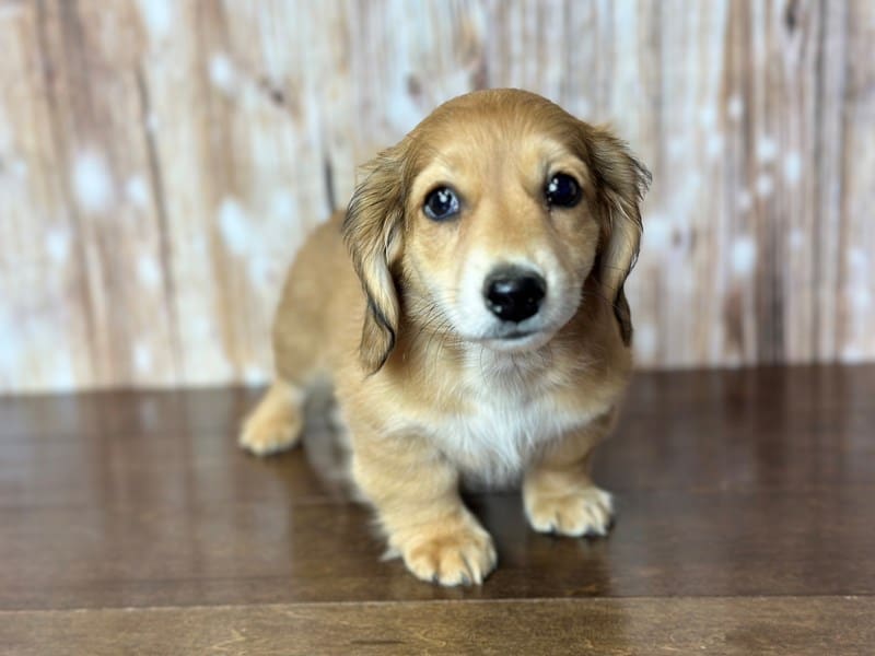 Miniature Dachshund Dog Male Tan with white and brown 3800