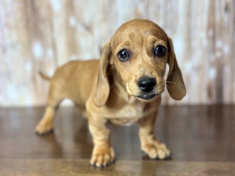 Miniature Dachshund Dog Female Red dapple 3797