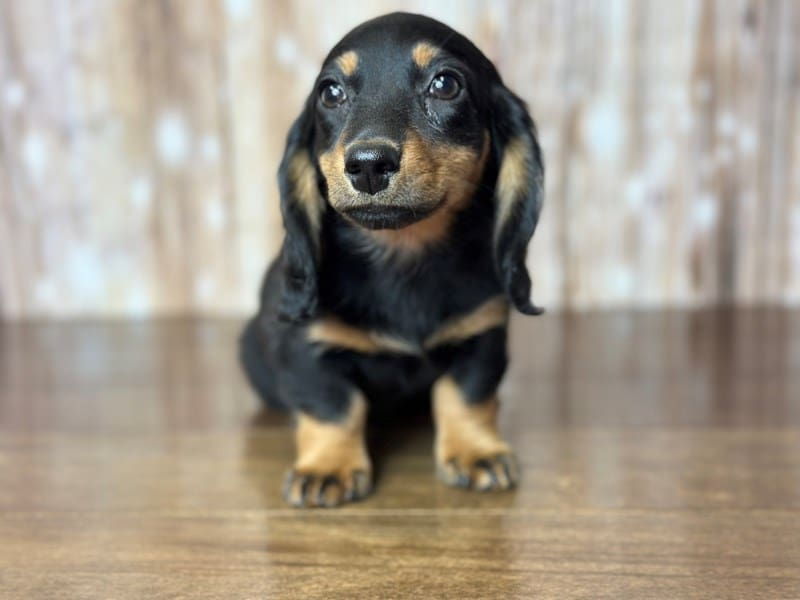 Miniature Dachshund Dog Female Black and tan 3799
