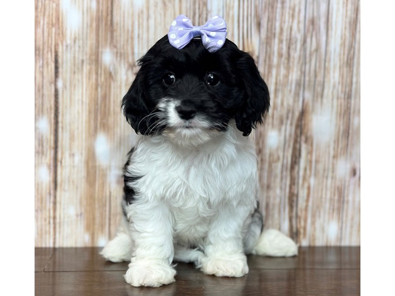 [#3737] Mazie - Black and white Female Cavachon Puppies for Sale
