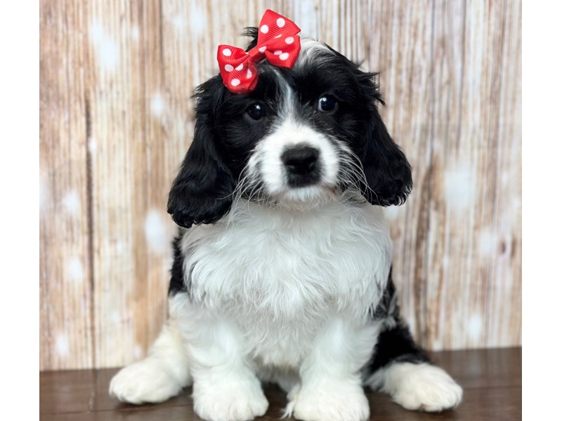 [#3738] Claire - Black and white Female Cavachon Puppies for Sale