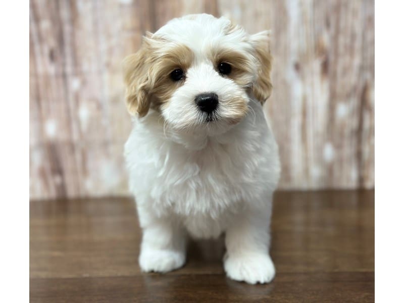Bichapoo / Maltese Dog Male White and tan 3731