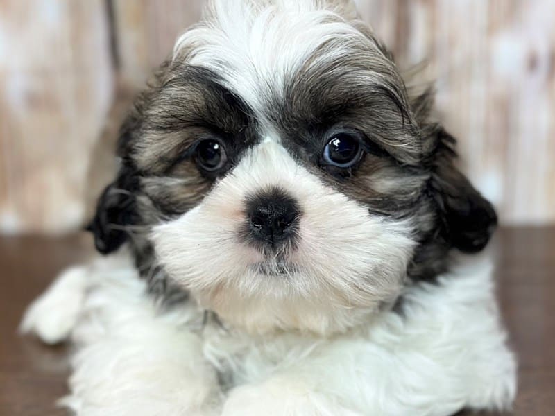 Shih Tzu Dog Male Brown, white and black 3753