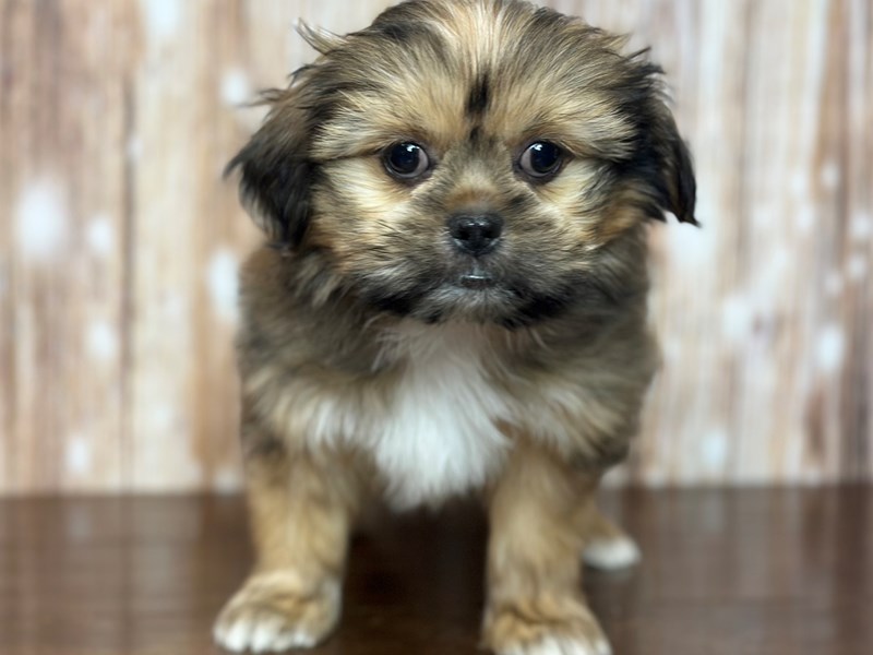 [#3757] Ryder - Tan and white Male Shorkie Puppies for Sale