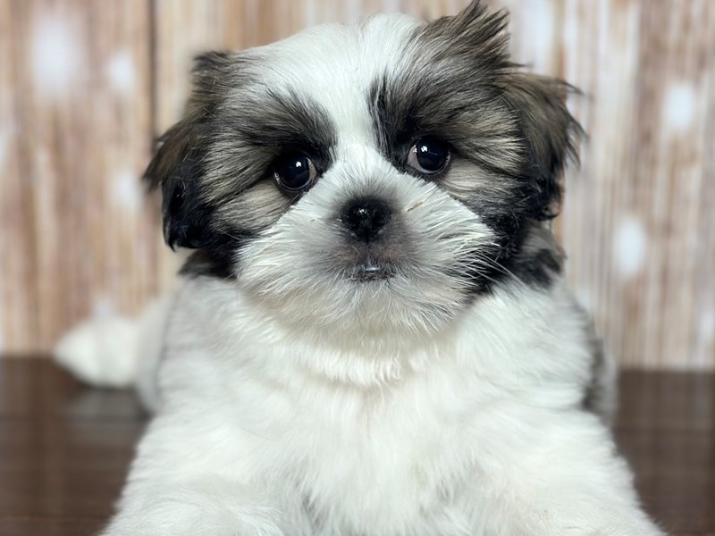 [#3756] Pierce - Tri color Male Shorkie Puppies for Sale