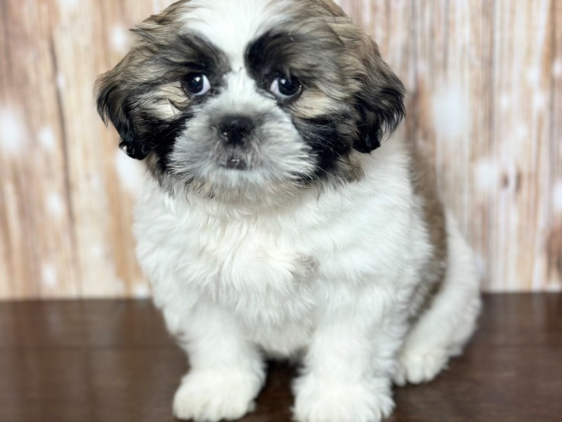 [#3758] Baker - Brown and white with black Male Shorkie Puppies for Sale