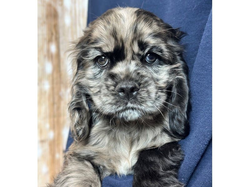 Cocker Spaniel Dog Male Blue Merle 3760