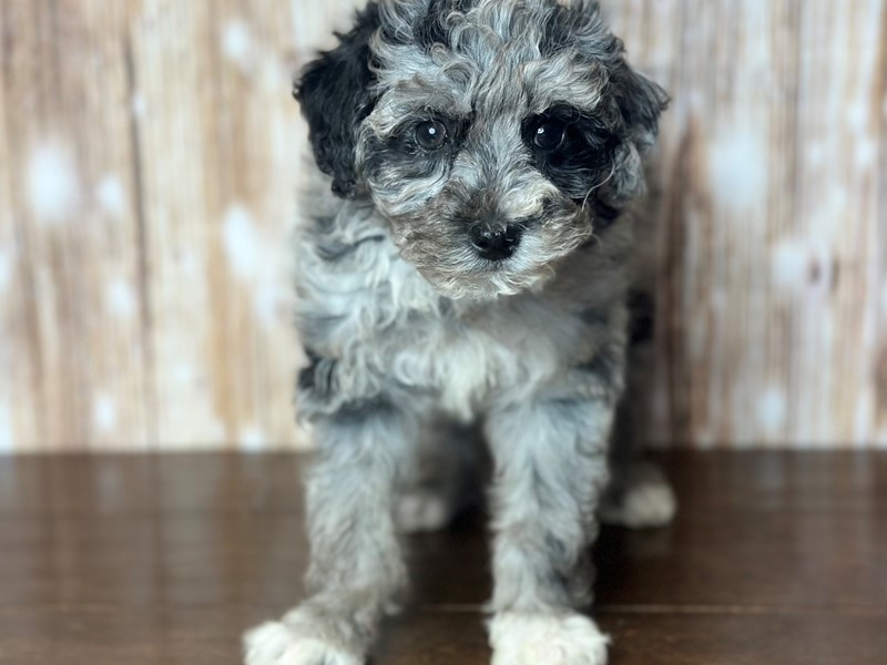 [#3774] Rose - Blue Merle Female Bichapoo Puppies for Sale