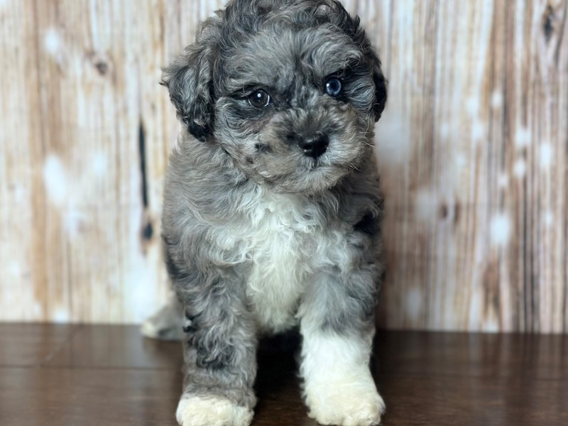 [#3773] Molly - Blue Merle Female Bichapoo Puppies for Sale