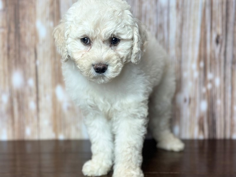 [#3771] Cal - White Male Bichapoo Puppies for Sale