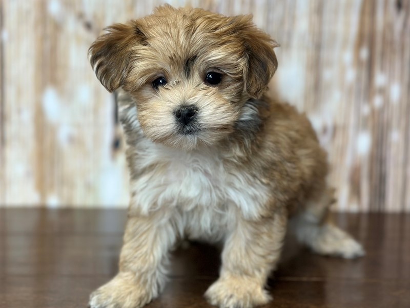 [#3779] Gilbert - Brown Male Morkie (Yorkshire Terrier X Maltese) Puppies for Sale