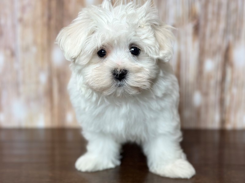 [#3786] Liza - White Female Maltichon Puppies for Sale