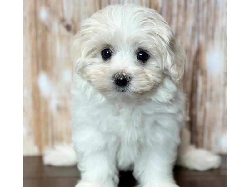 [#3788] Carly - White Female Maltichon Puppies for Sale