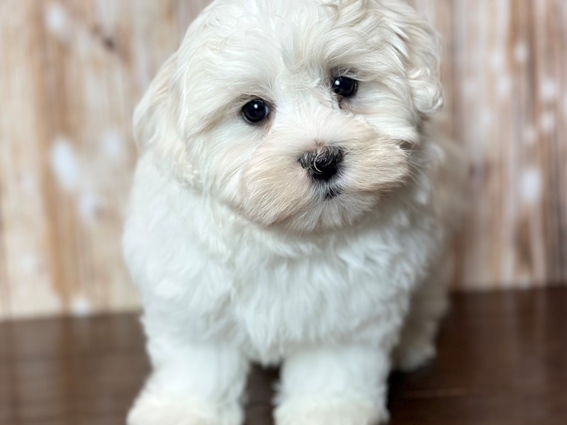 [#3784] Colton - White Male Maltichon Puppies for Sale
